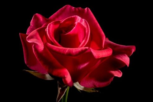 Quelle est l'étoile rouge ?