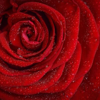 Vin rouge