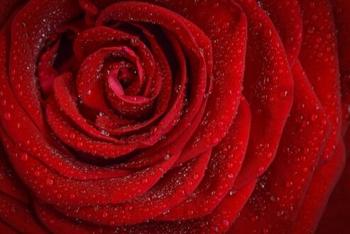 Vin rouge